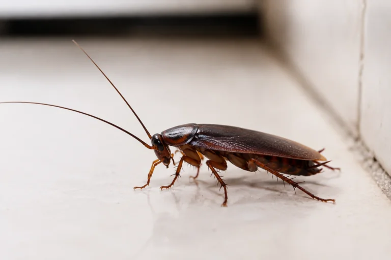 Cucarachas